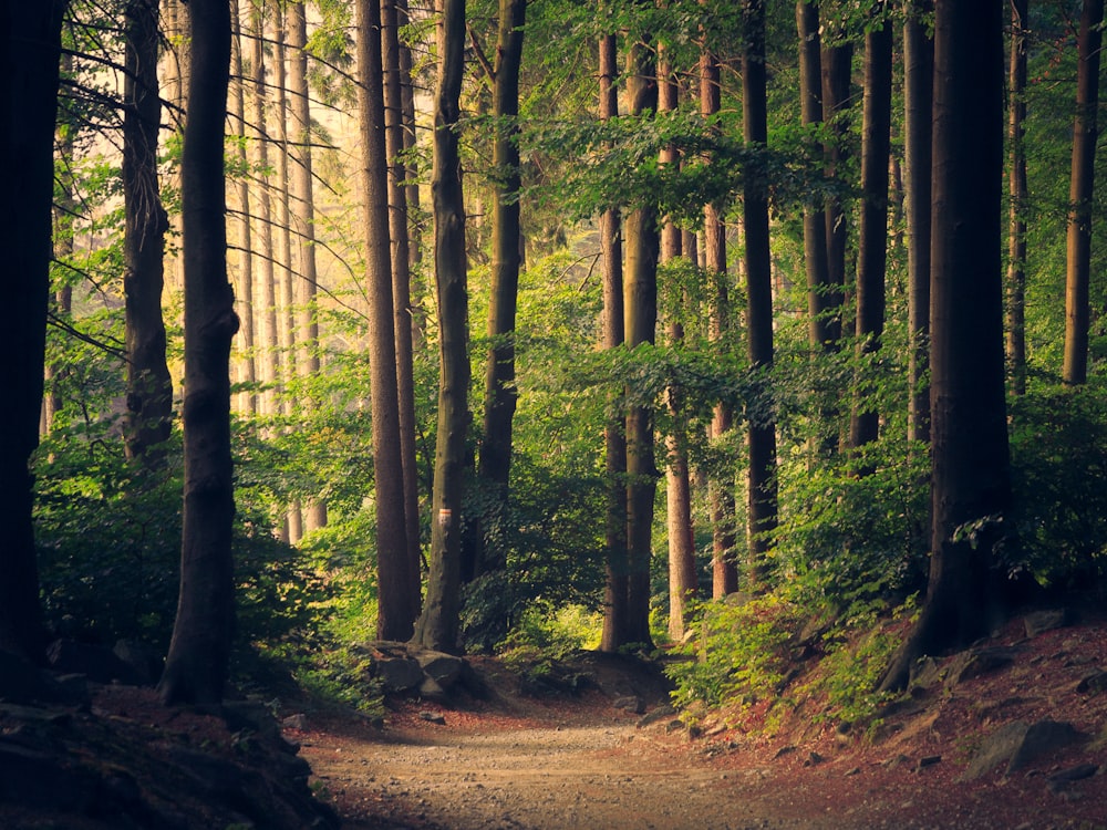 Peaceful woodland path suggesting calm and reflection